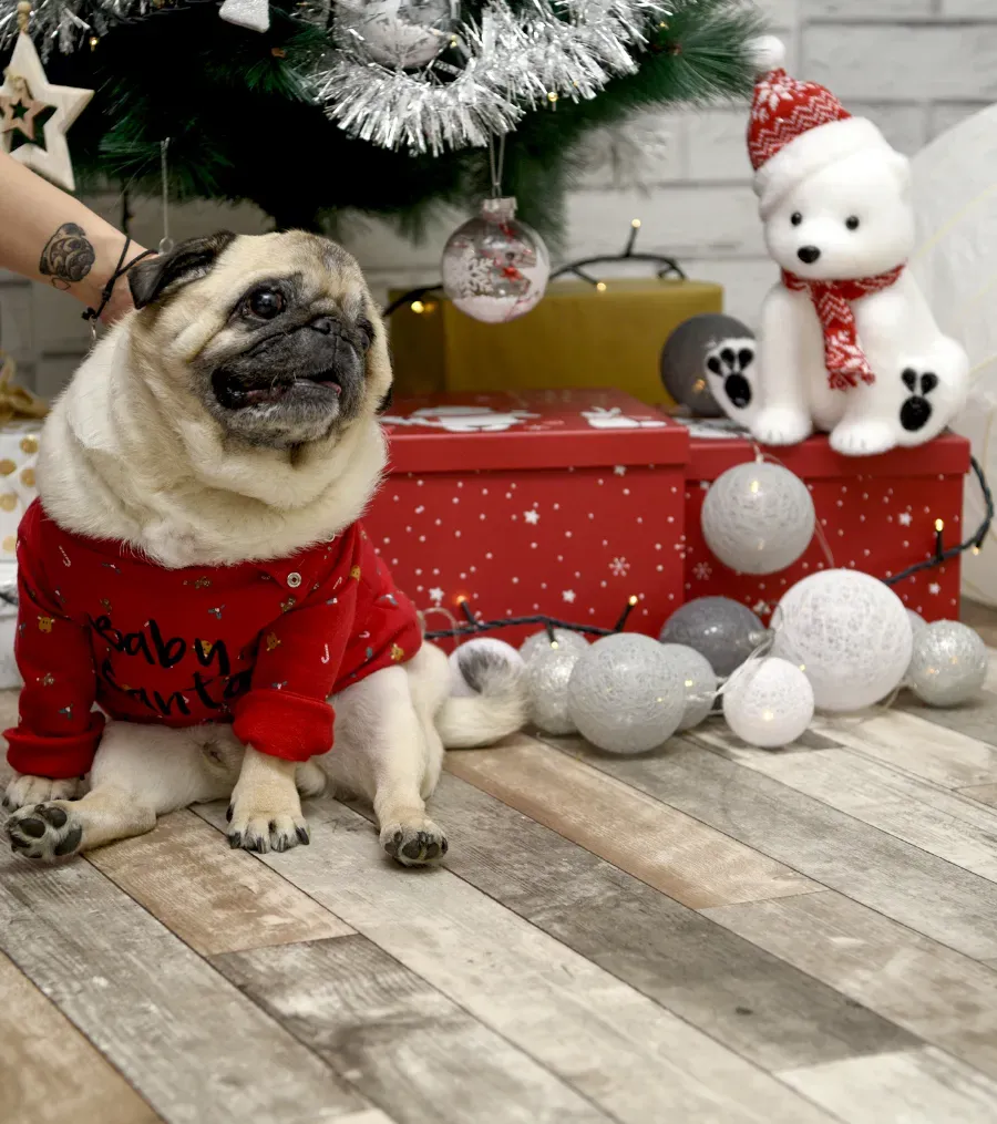 Un carlino con un jersey rojo junto a adornos navideños, con una figurita de perro blanco y adornos plateados.