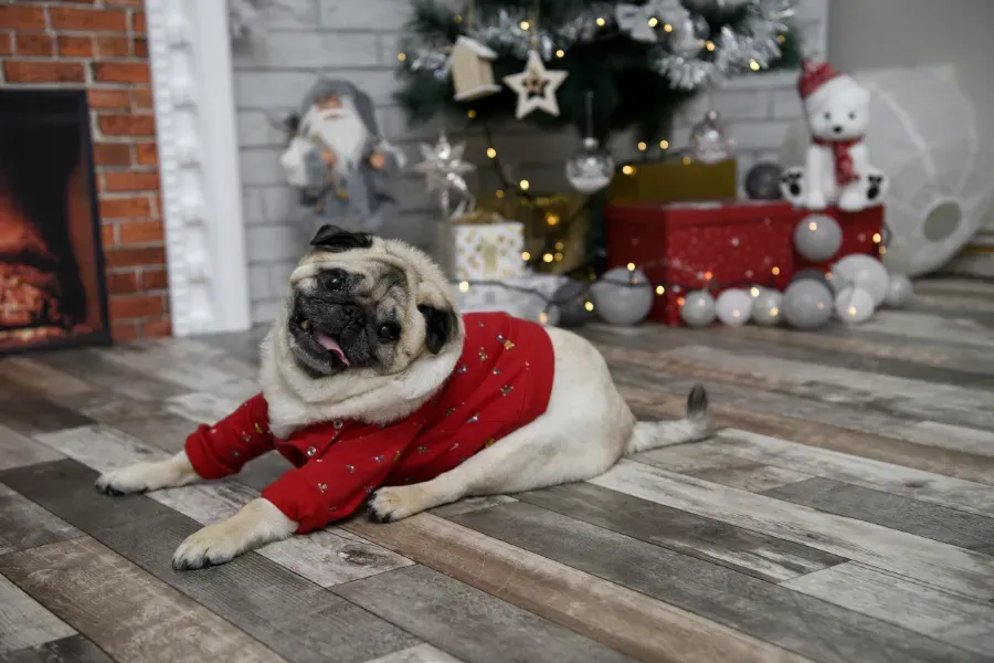 Un carlino con un jersey rojo tumbado en un suelo de madera junto a un árbol de Navidad decorado y adornos festivos.