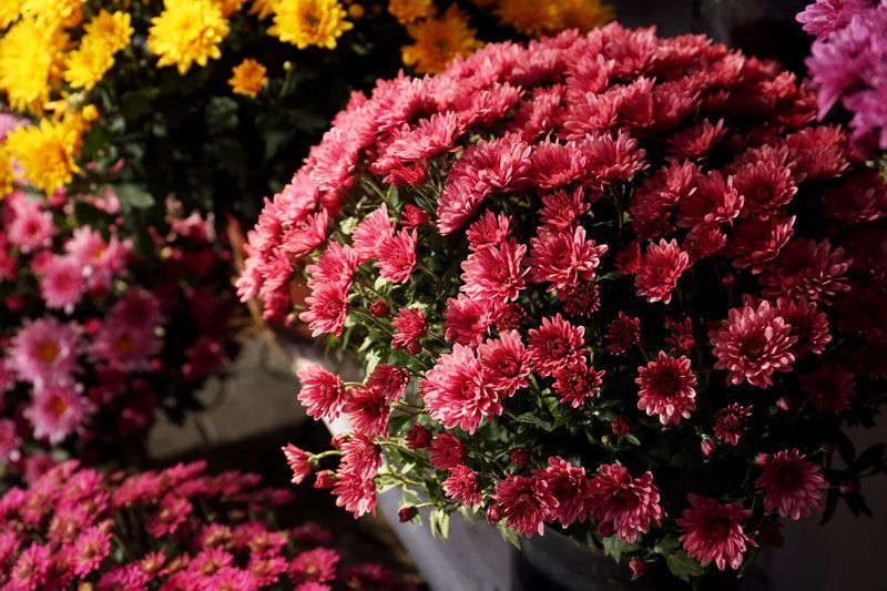 Auf einem Tisch steht ein Strauß verschiedenfarbiger Blumen.