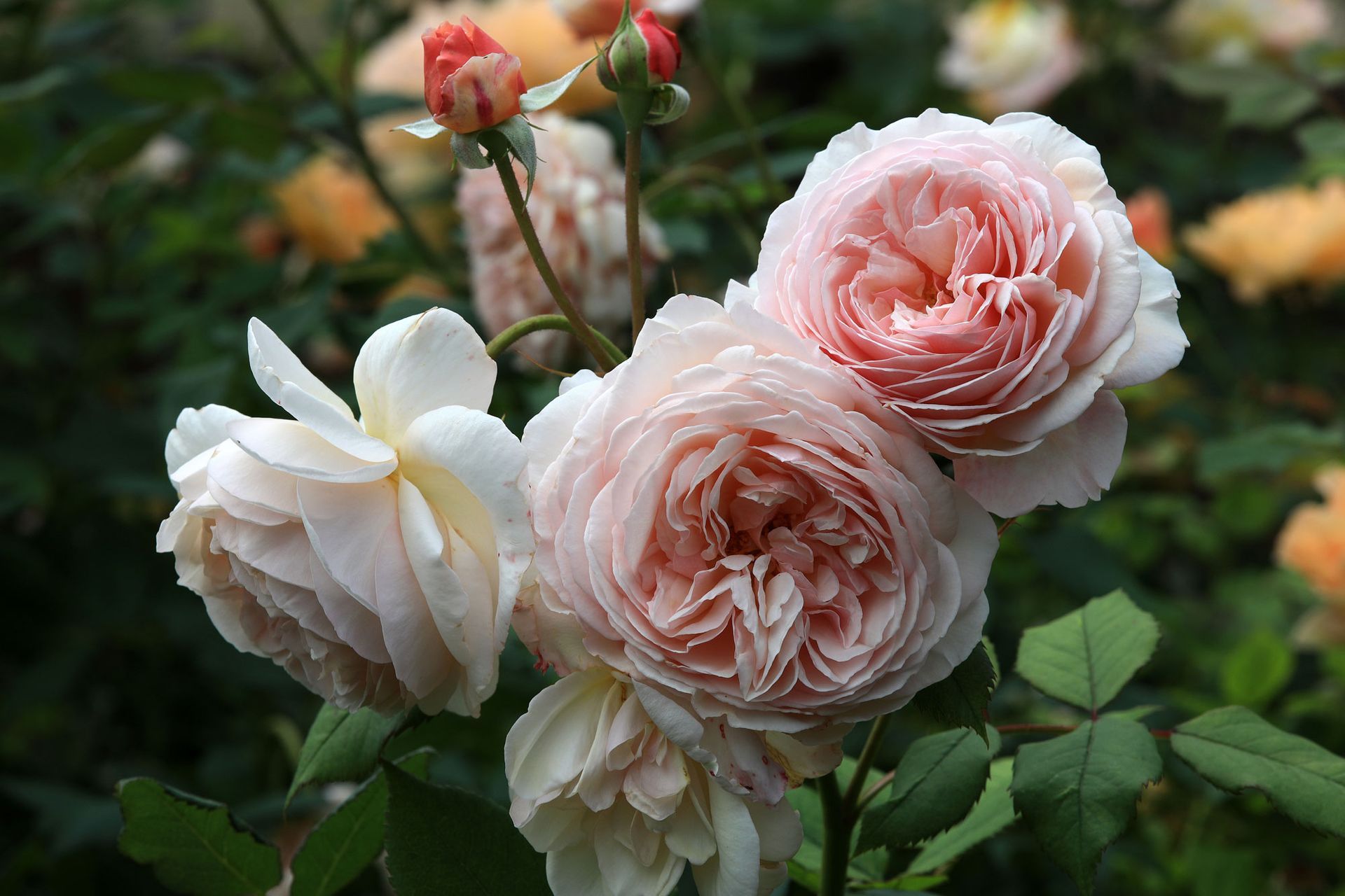 An einem Busch wächst ein Strauß rosa und weißer Rosen.