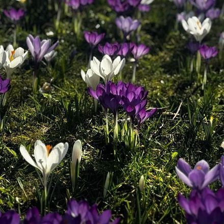 Paarse en witte krokussen bloeien in een grasveld.
