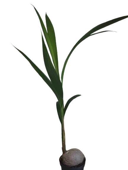 Palmier coco d’intérieur