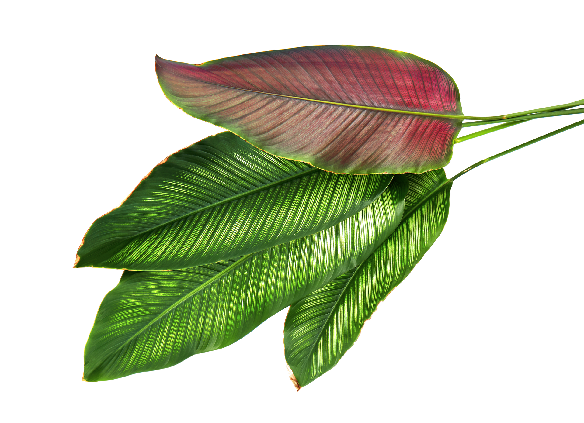 Plante d'intérieure pendante