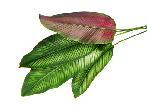 Plante d'intérieure pendante