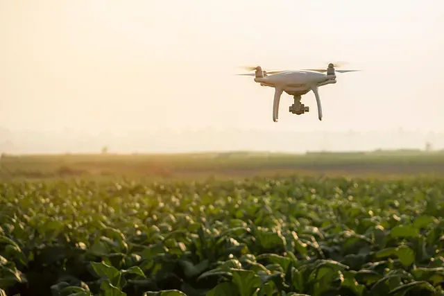 Un dron está volando sobre un campo de plantas.
