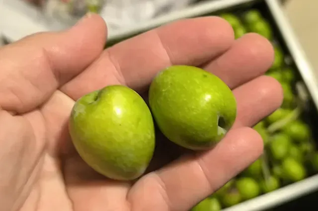 Una persona sostiene dos aceitunas verdes en su mano.