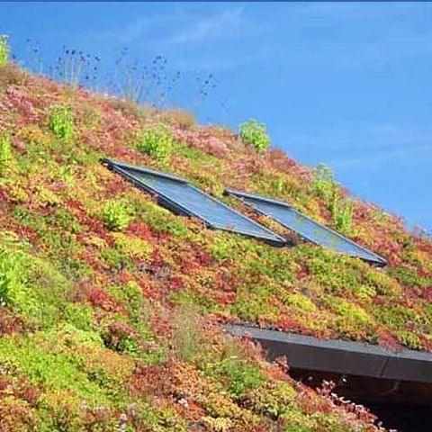 Gründach mit farbenfroher Vegetation und Solarpaneelen vor blauem Himmel.