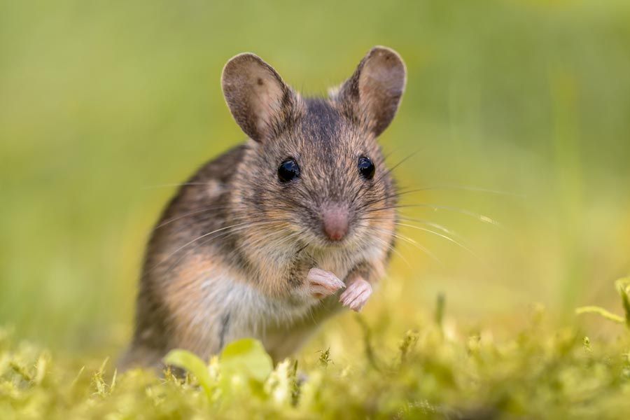 Rat des champs posé sur les deux pattes arrière