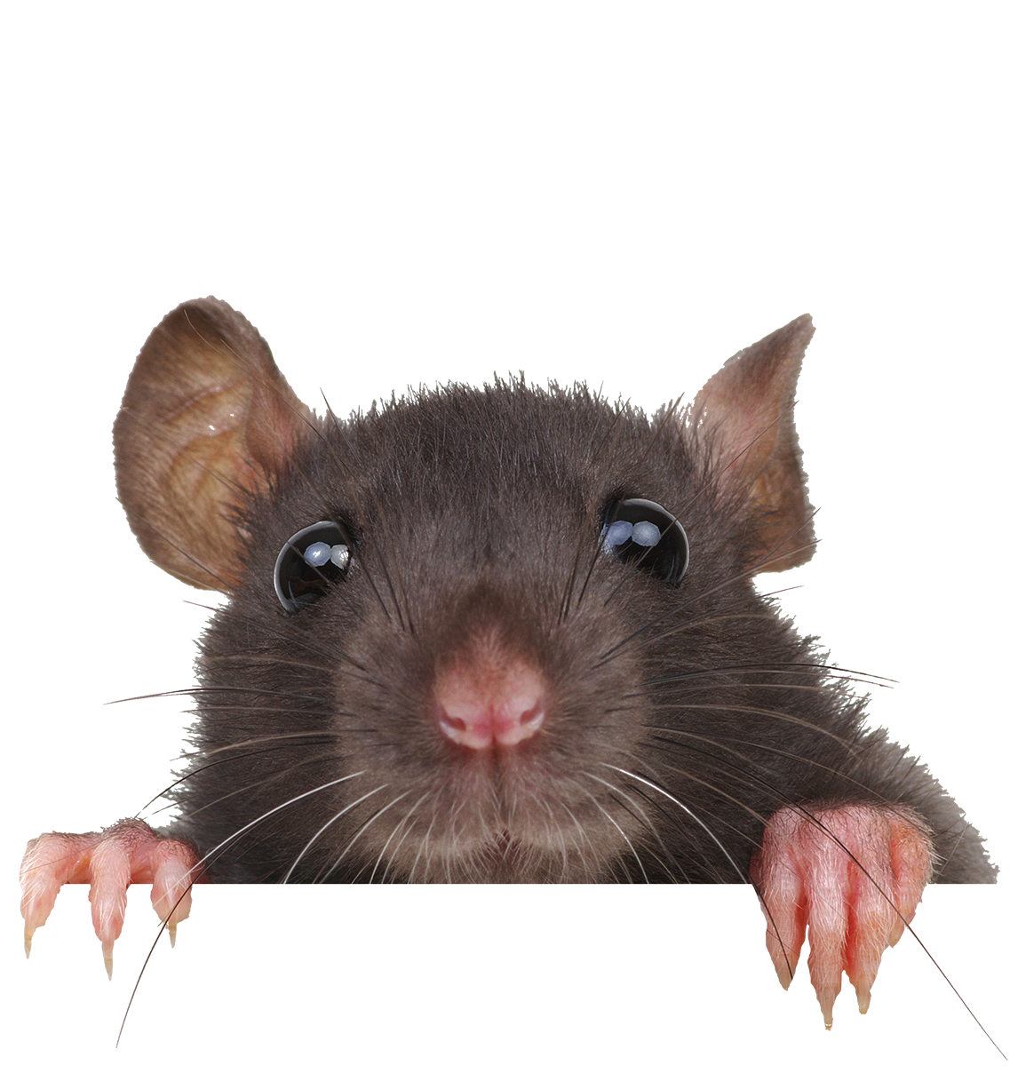 Rat détouré