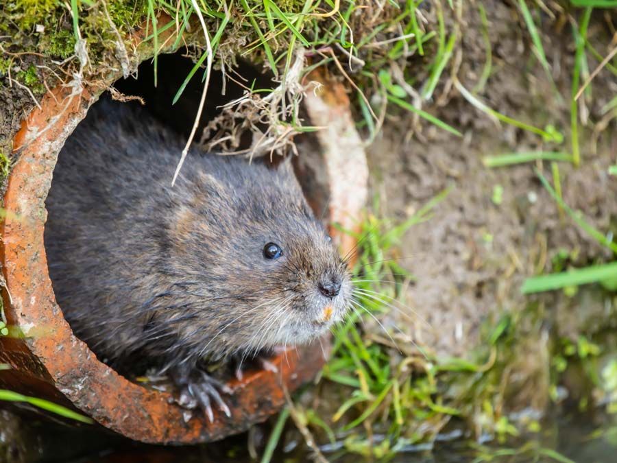 Rat taupier qui sort d'un tuyau