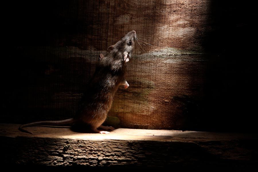 Rat dans le noir regardant la lumière