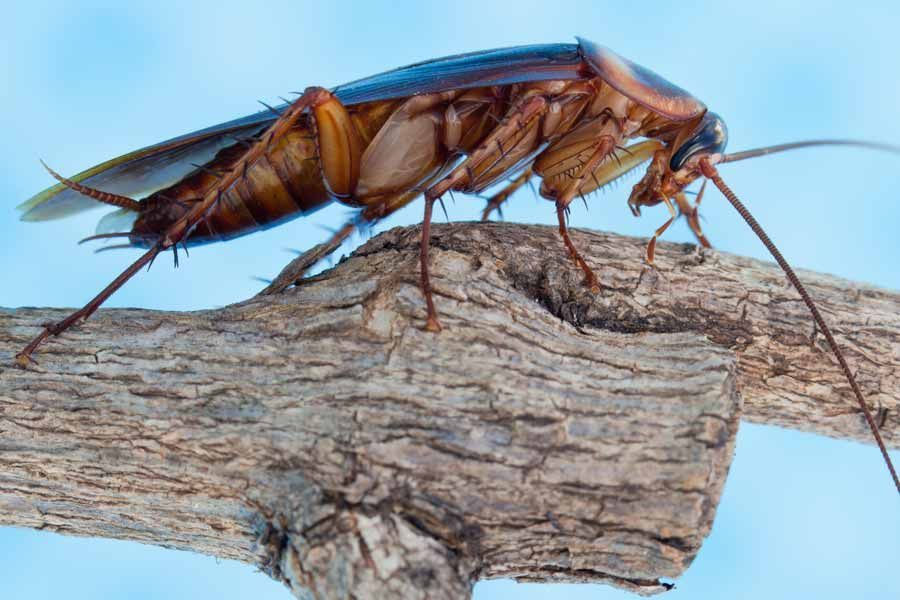 Insecte posé sur une branche d'arbre