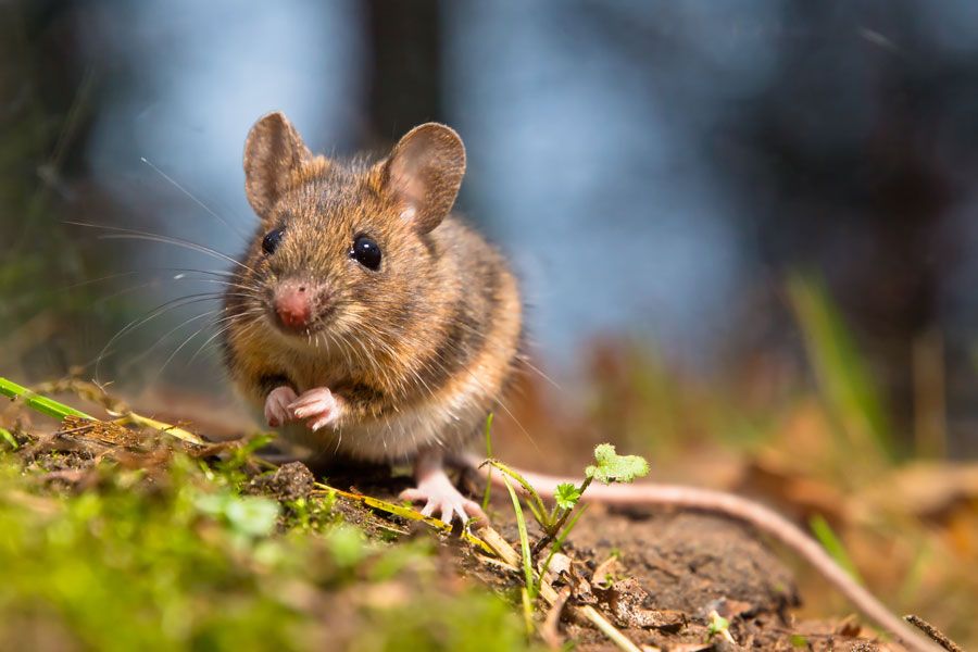 Petit rat orange et marron