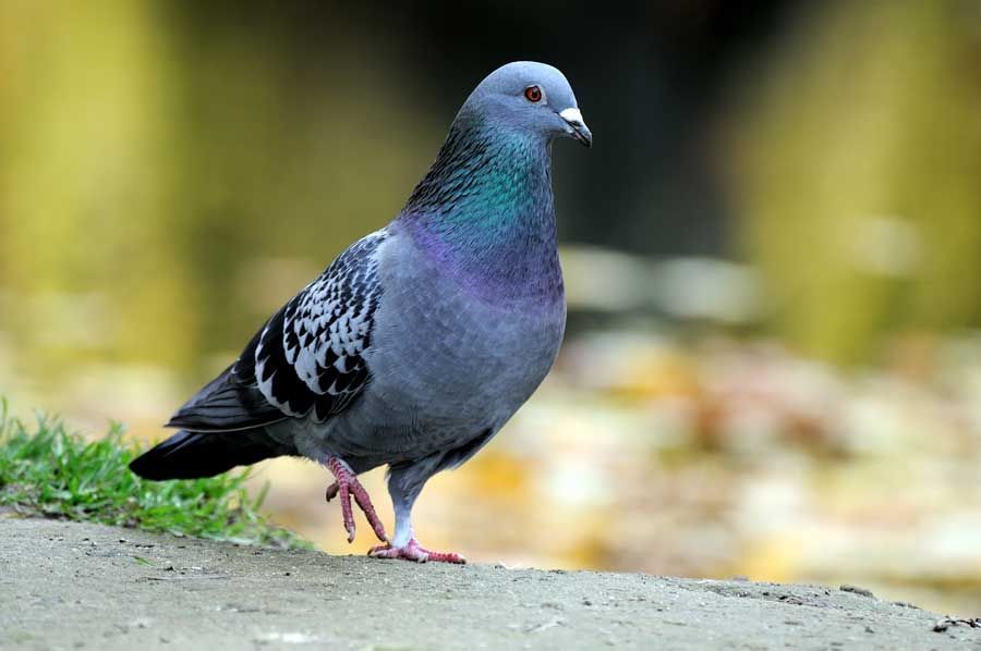 Pigeon posé sur le sol