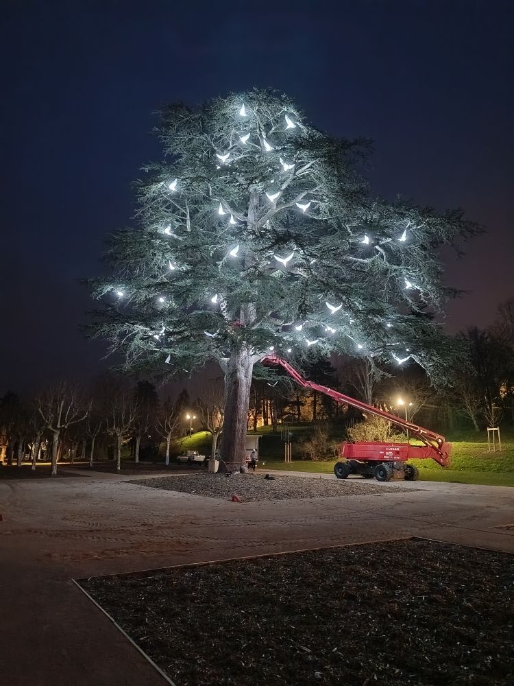 Grand arbre illuminé la nuit dans un parc, avec un camion nacelle rouge à côté.