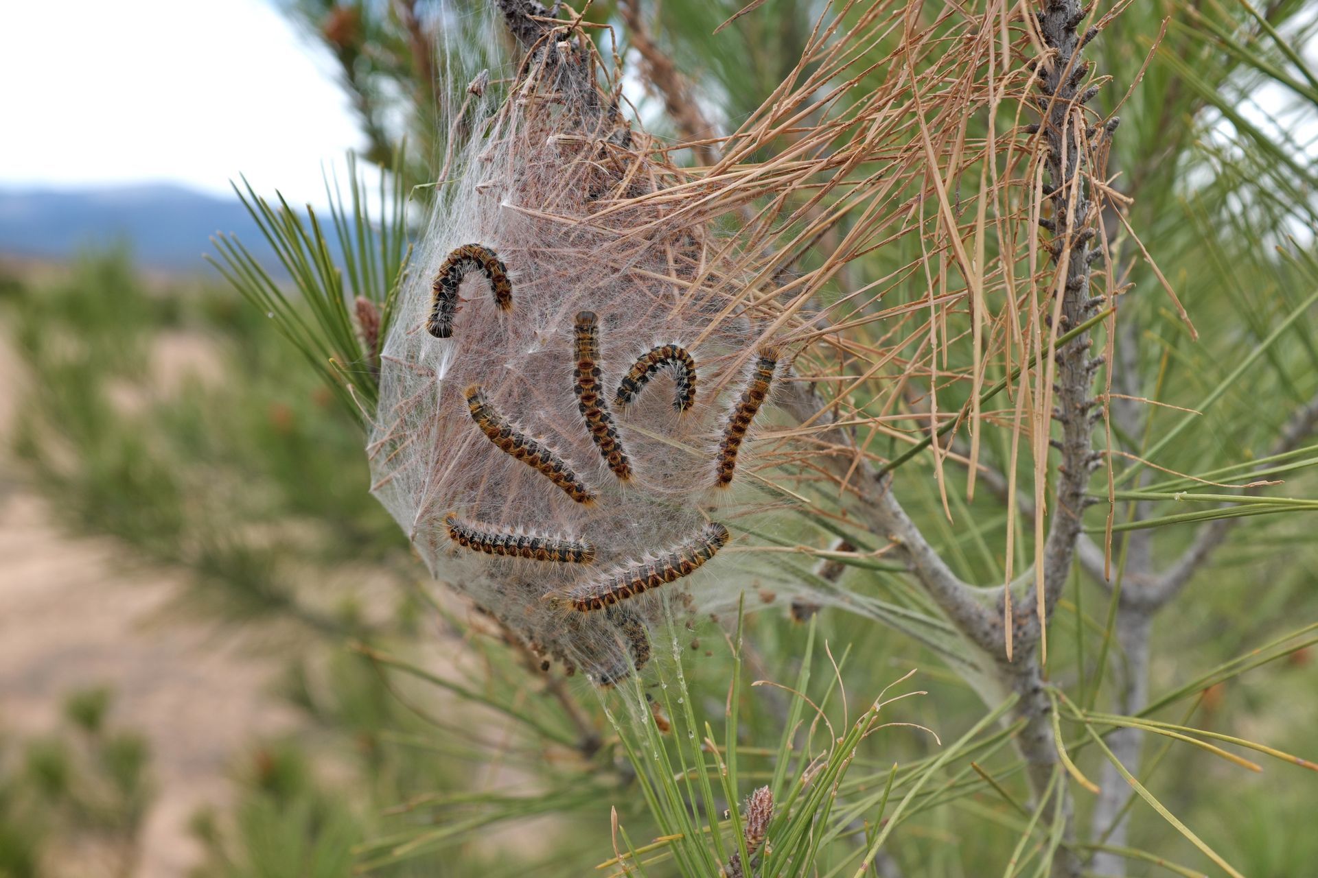 Nid de chenille processionnaire sur une branche de pin parmi les aiguilles vertes dans un paysage désertique
