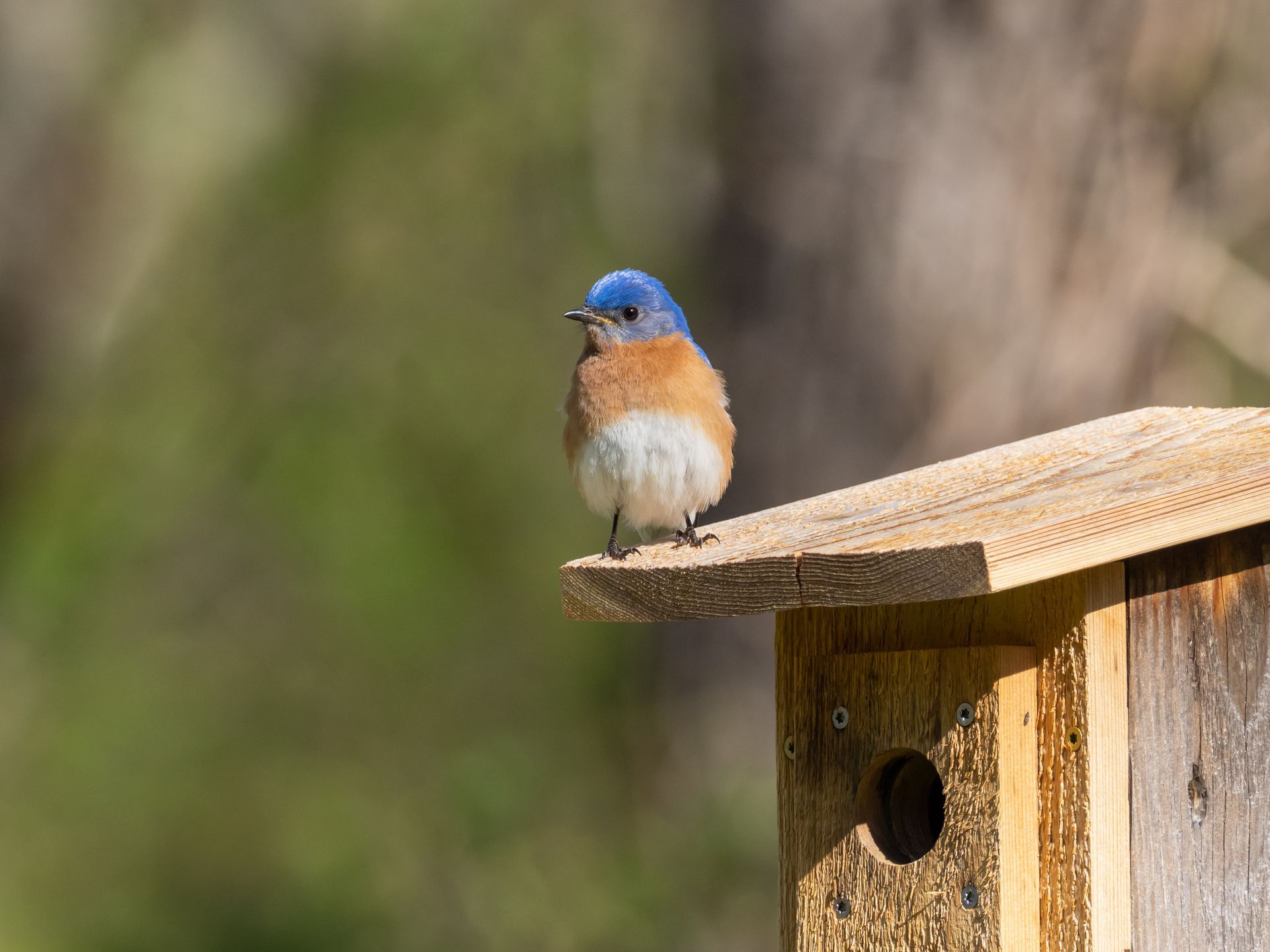 Petit oiseau sur un nichoir
