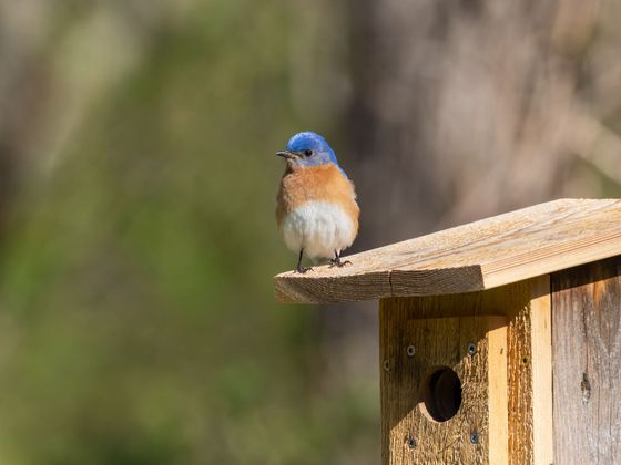 Petit oiseau sur un nichoir