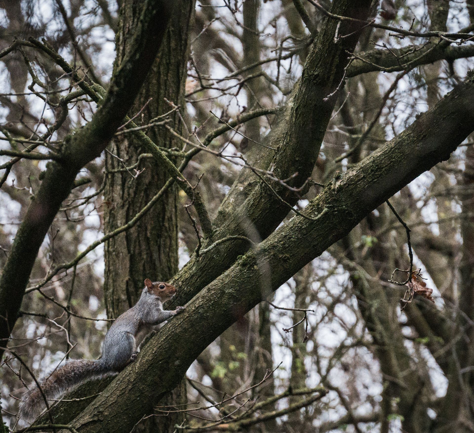 Écureuil gris perché sur une branche d'arbre dans une forêt sans feuilles