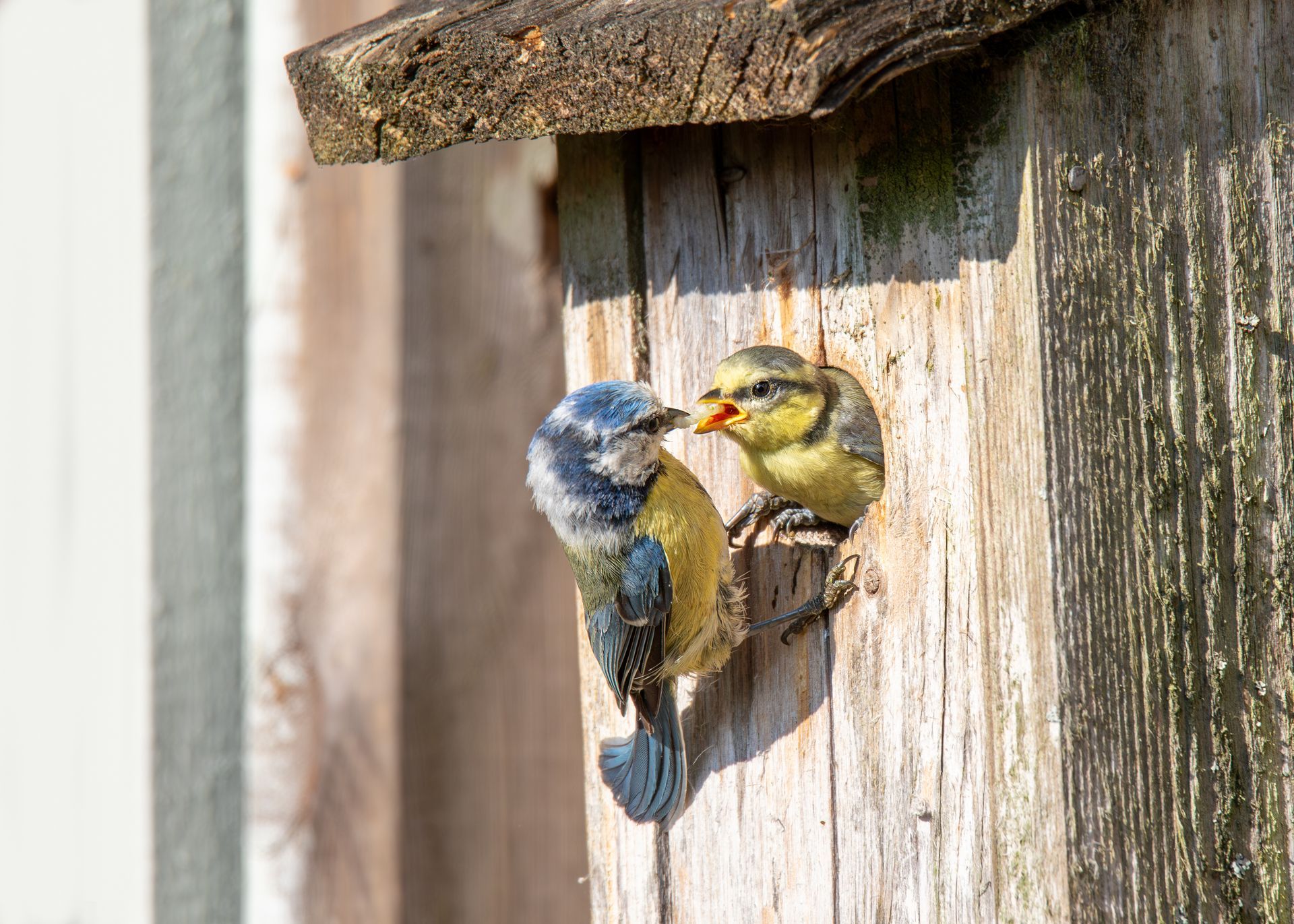 Deux petits oiseaux perchés dans un trou de nidification d'un nichoir en bois usé, l'un bleu et jaune, l'autre jaune-vert