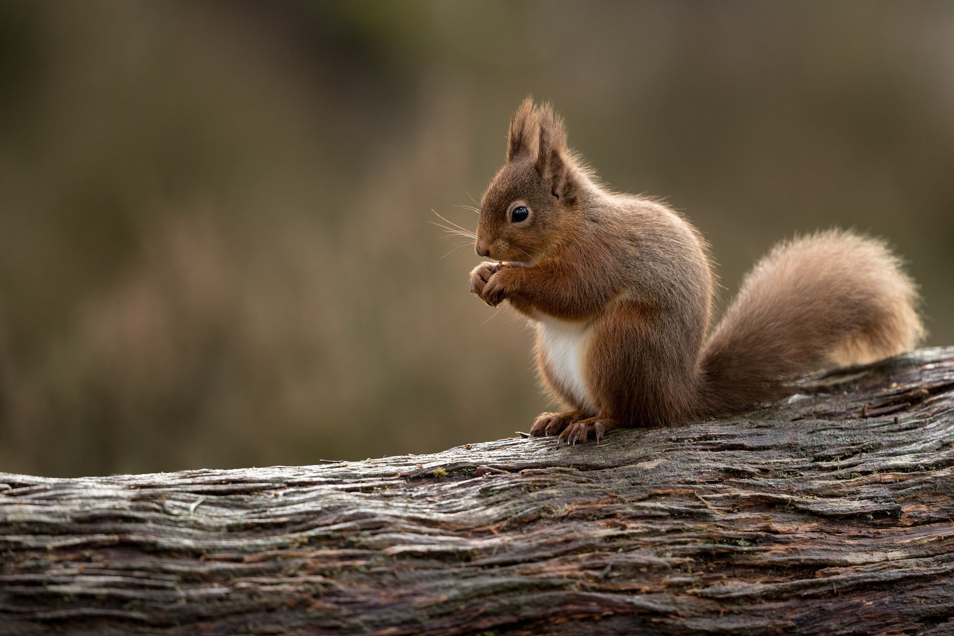 Écureuil roux perché sur une bûche, tenant de la nourriture dans ses pattes sur fond de forêt floue.