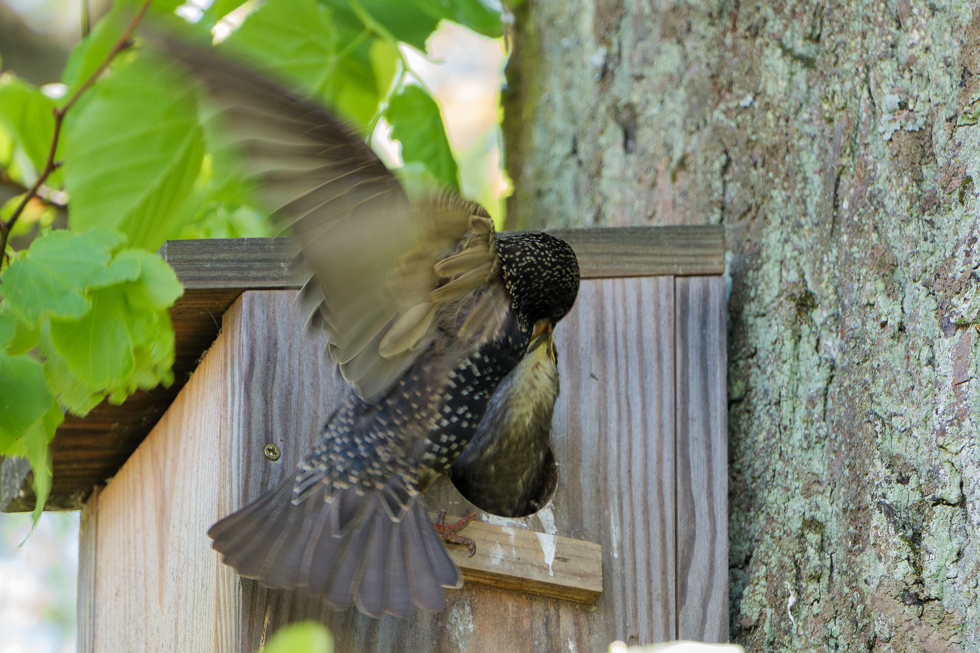 Oiseau battant des ailes devant une mangeoire en bois près d'un tronc d'arbre