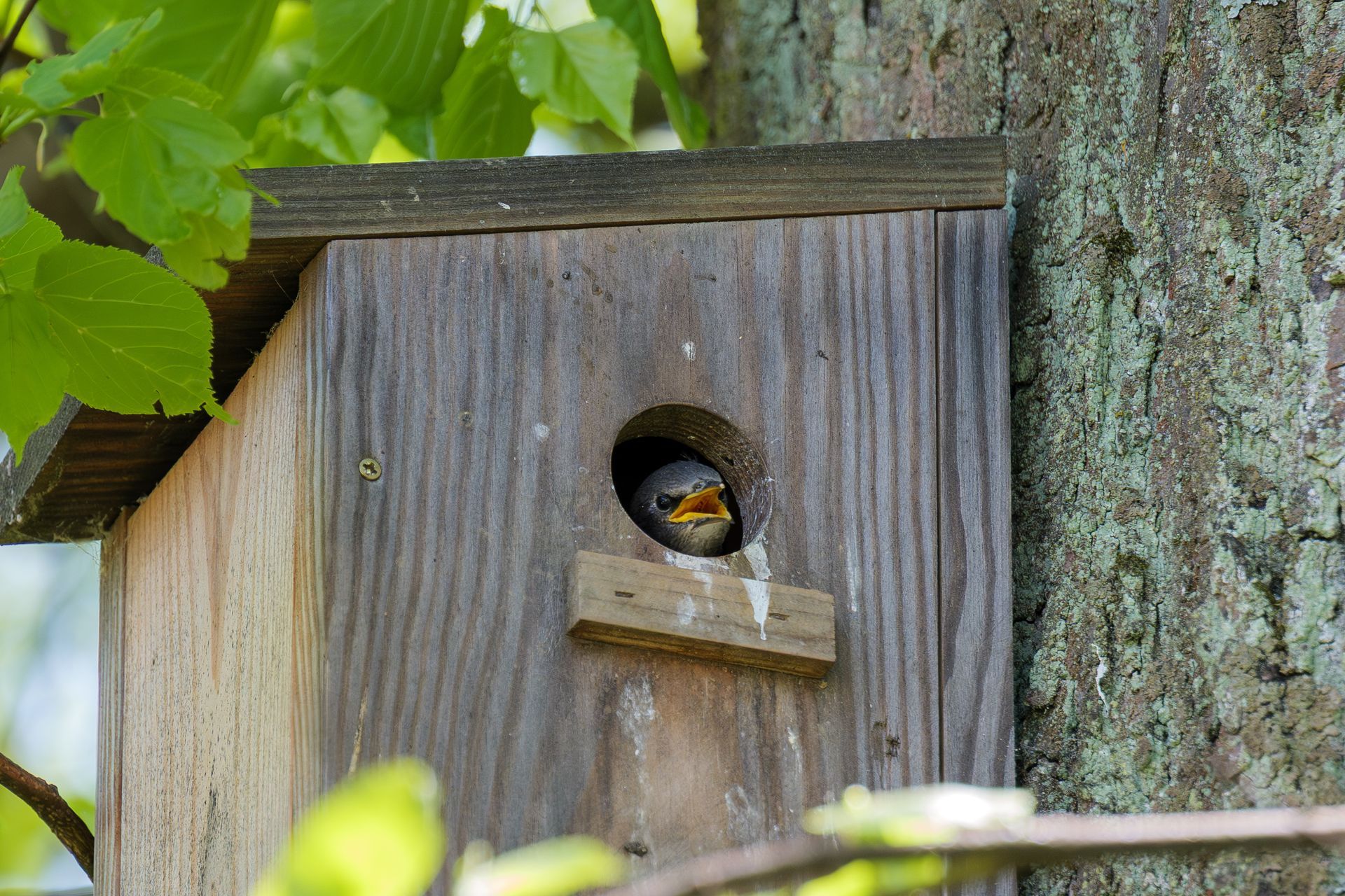 Un oiseau regarde par l'ouverture ronde d'un nichoir en bois fixé à un tronc d'arbre.