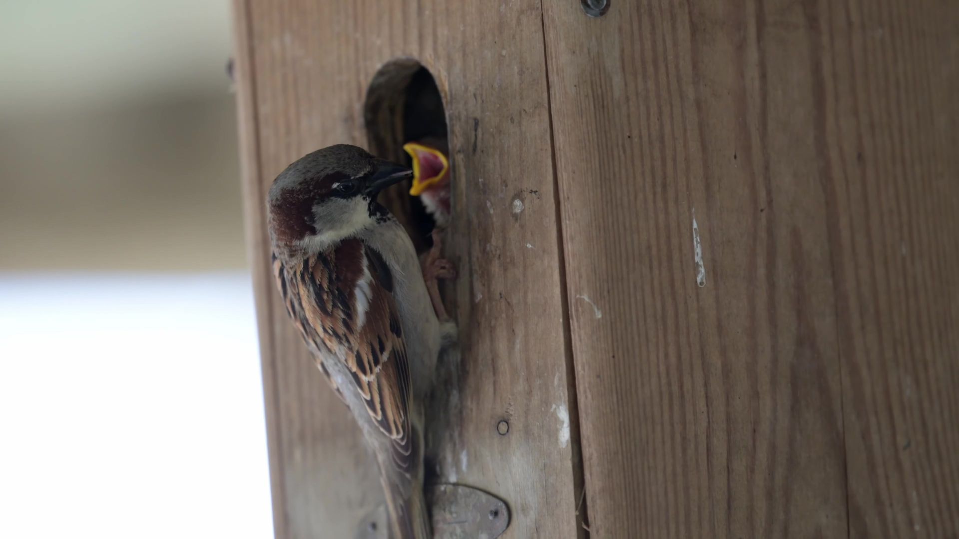 Deux petits oiseaux aux becs jaunes accrochés au trou de leur nid dans un poteau en bois.