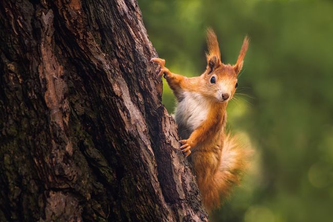 Un écureuil s'accroche à un tronc d'arbre, les oreilles aux aguets, dans un décor forestier.