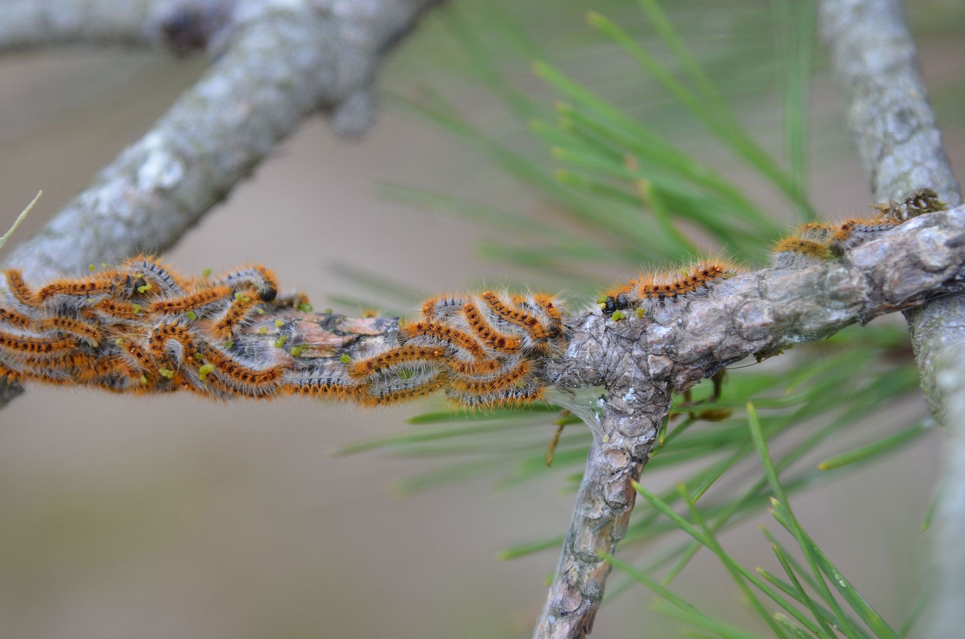 Groupe de chenilles orange et noires rampant le long d'une branche de pin
