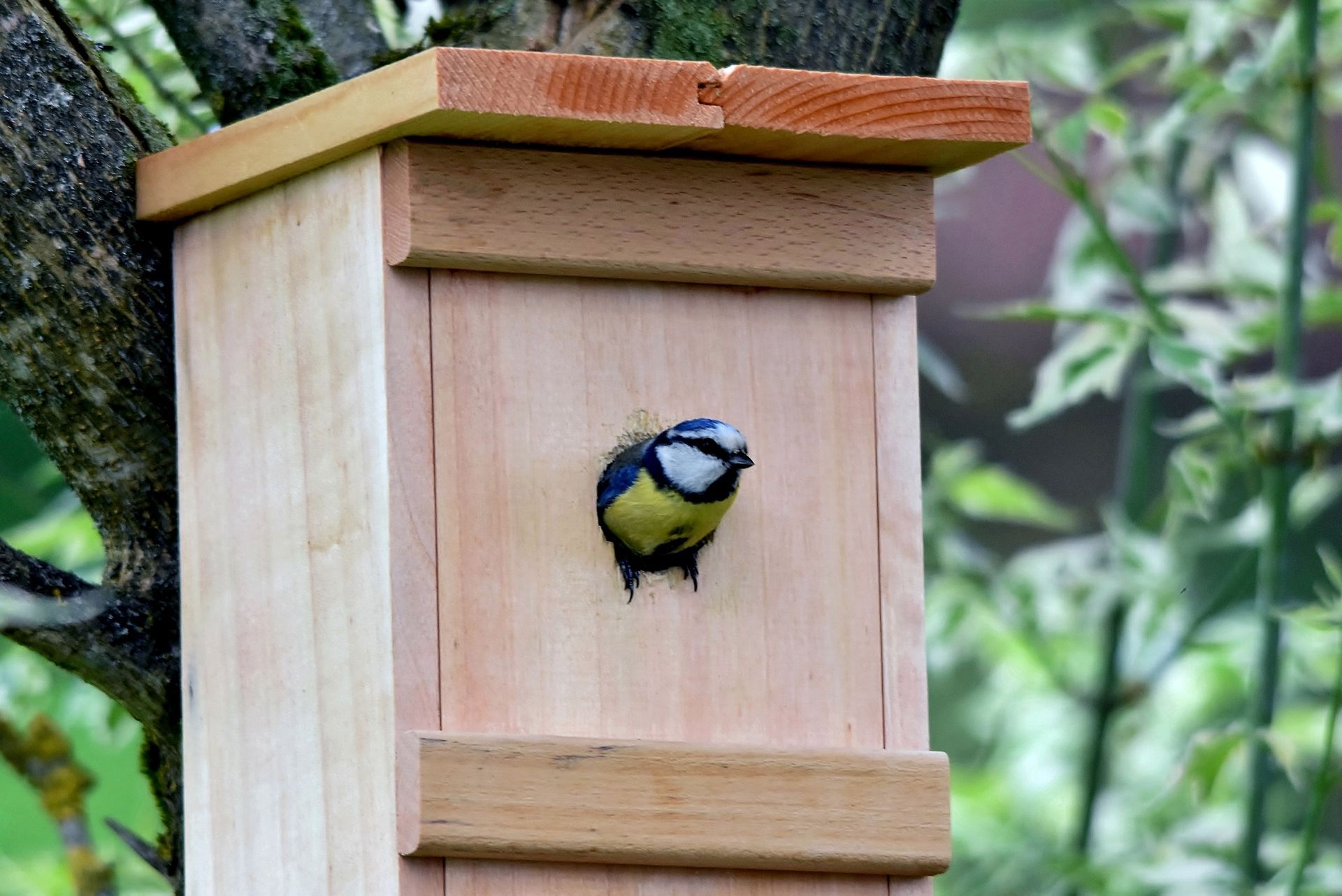 Petit oiseau bleu et jaune regardant par l'entrée d'un nichoir en bois dans un jardin