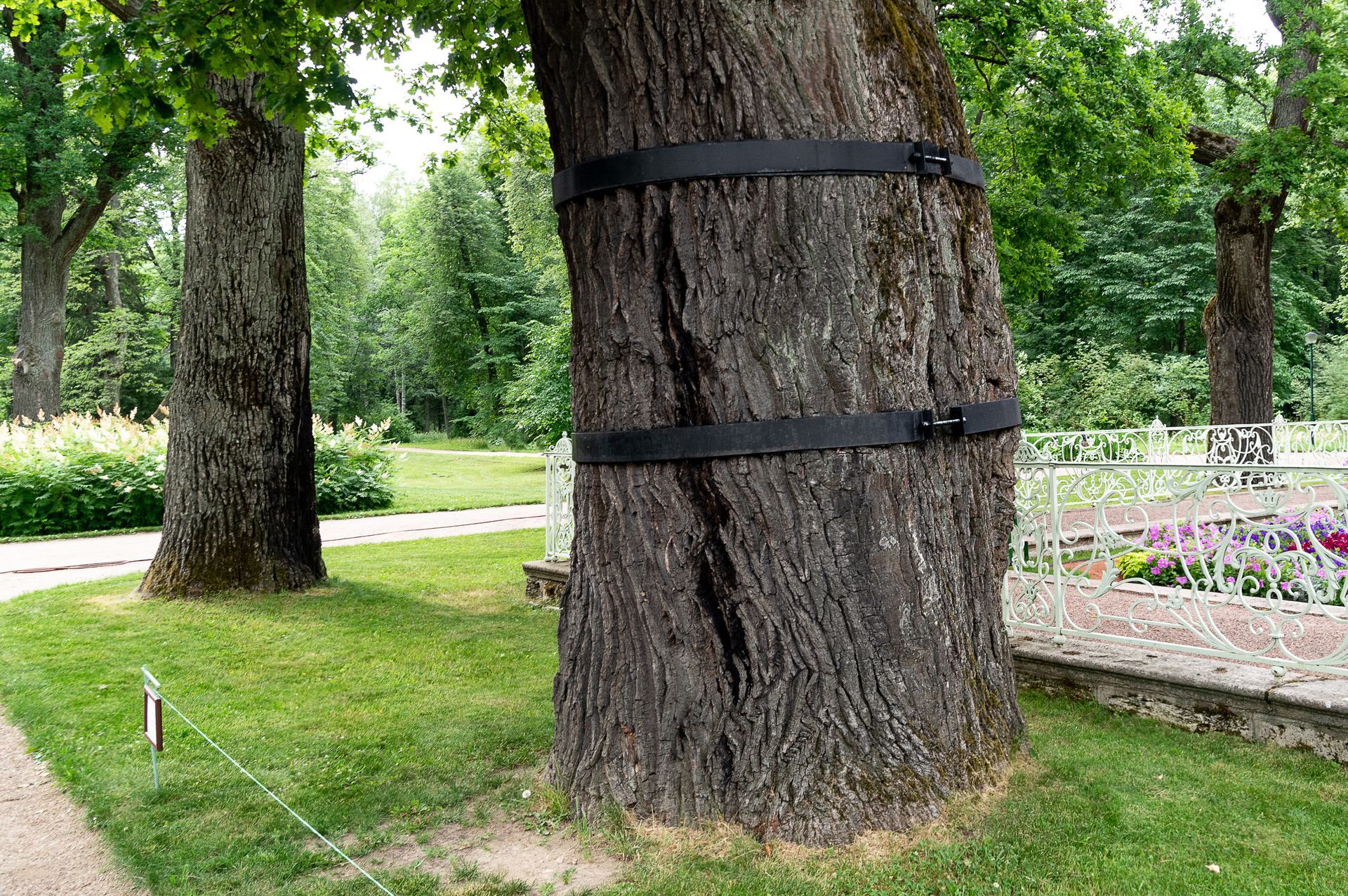 Forêt ensoleillée avec un grand arbre aux feuilles dorées et des rayons de lumière sur un sol recouvert de feuilles