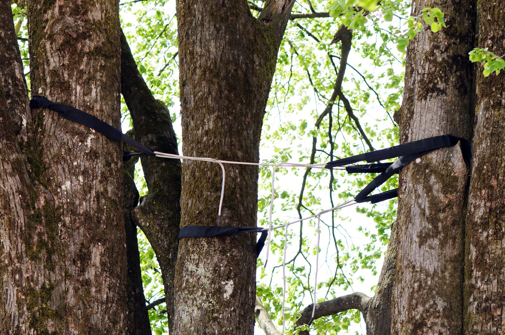 Haubanage d'arbre