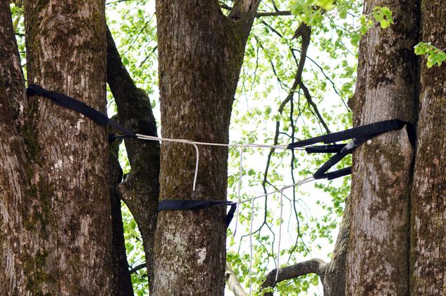 Haubanage d'arbre