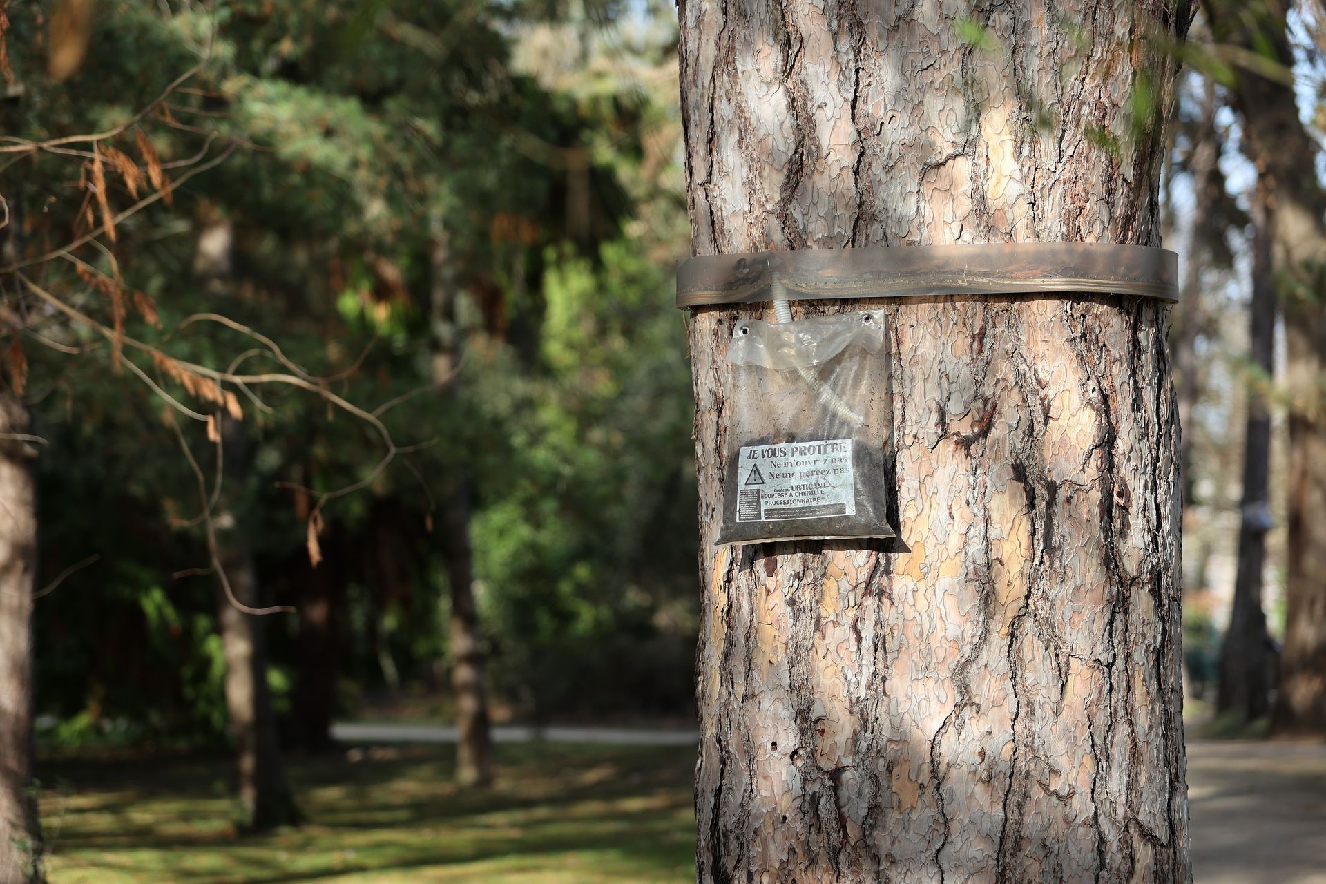 Piège fixée sur un tronc d'arbre dans un parc boisé