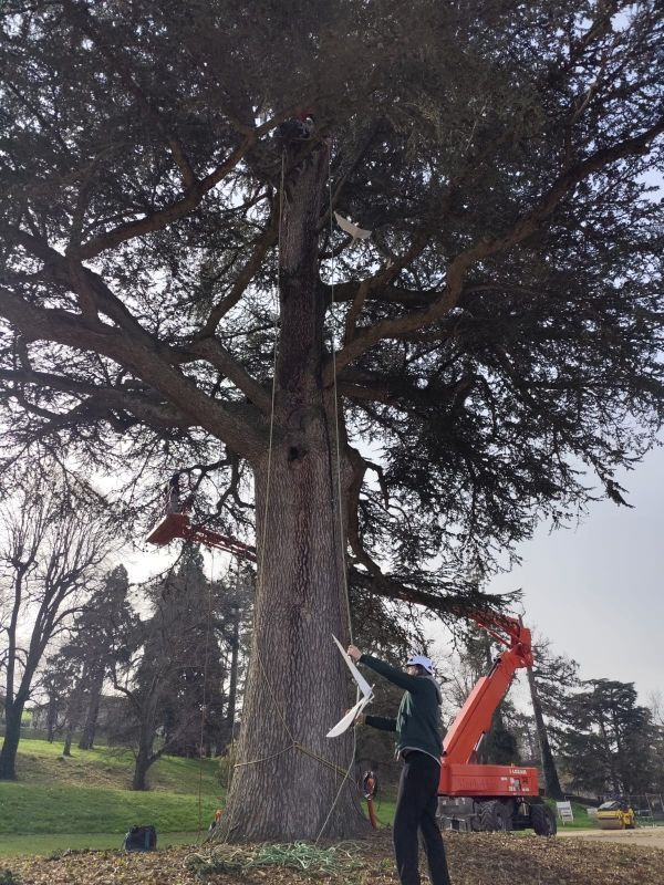 Une personne élague un grand arbre à l'aide d'une nacelle élévatrice dans un parc gazonné.