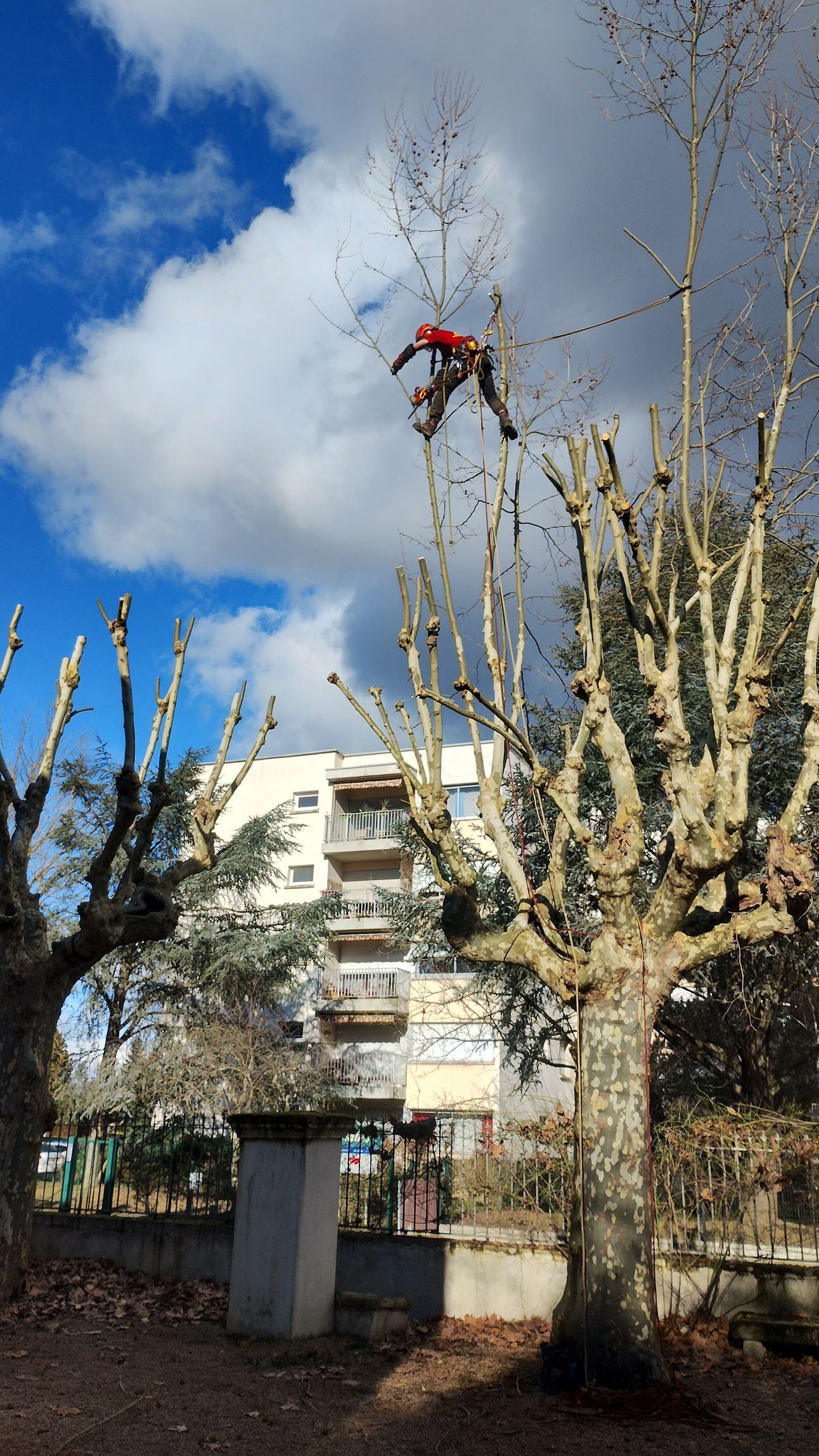 Un ouvrier en veste rouge taille un arbre sur fond de ciel bleu, près d'un bâtiment.