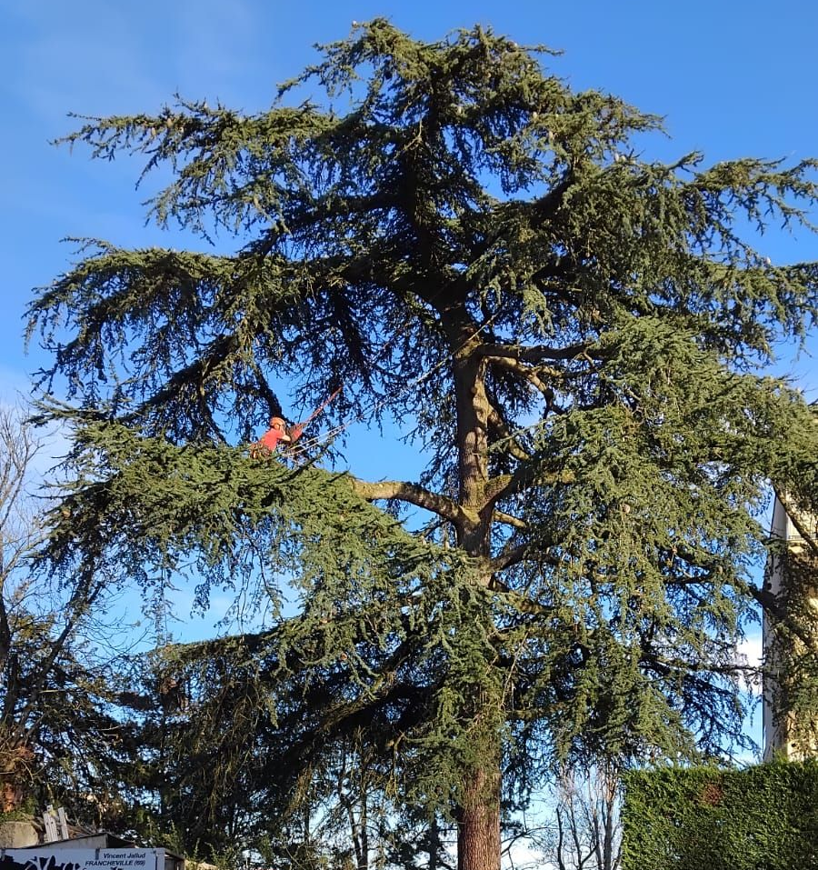 Un grand arbre à feuilles persistantes se détachant sur un ciel bleu clair, avec des toits et des haies en contrebas.