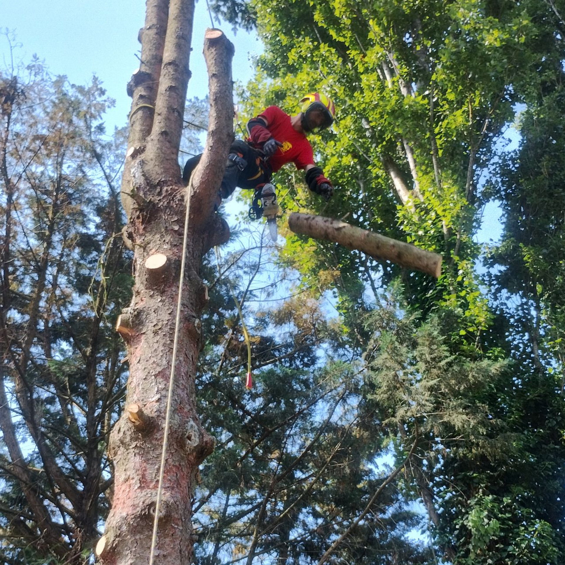 Un élagueur en veste rouge coupe une haute branche à la tronçonneuse dans une zone boisée.