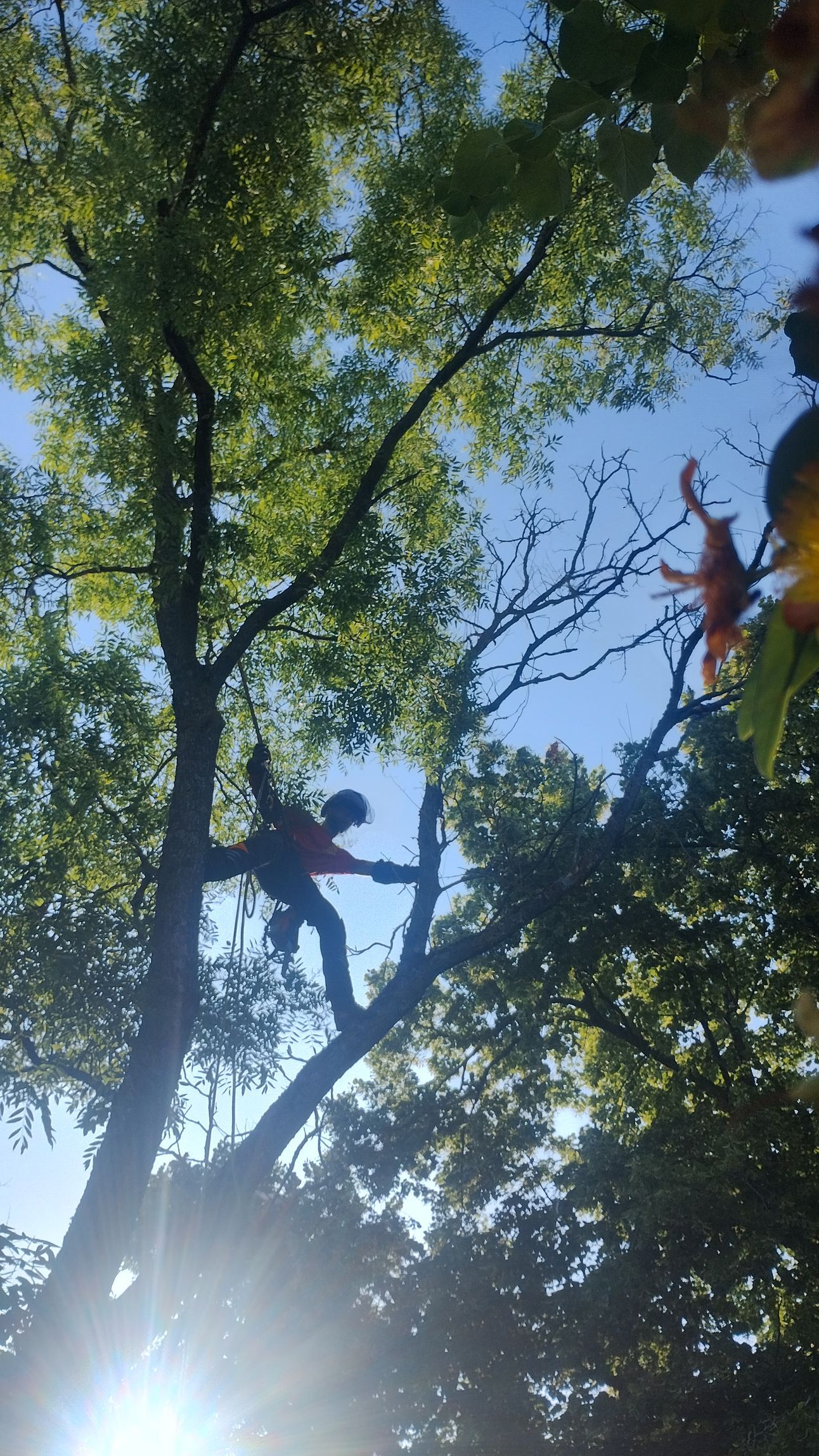 Silhouette d'une personne grimpant à un arbre sur fond de ciel bleu vif et de canopée feuillue