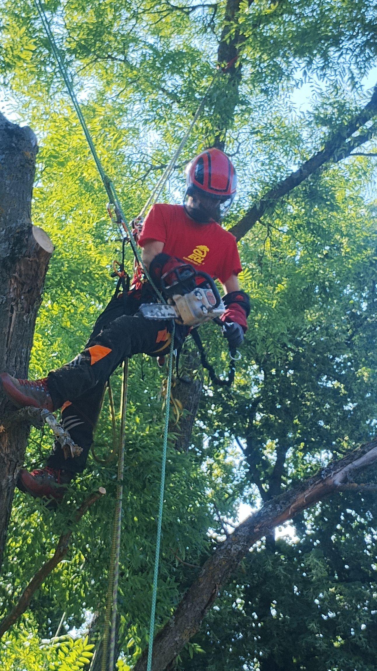 Arboriste grimpeur qui élague des branches