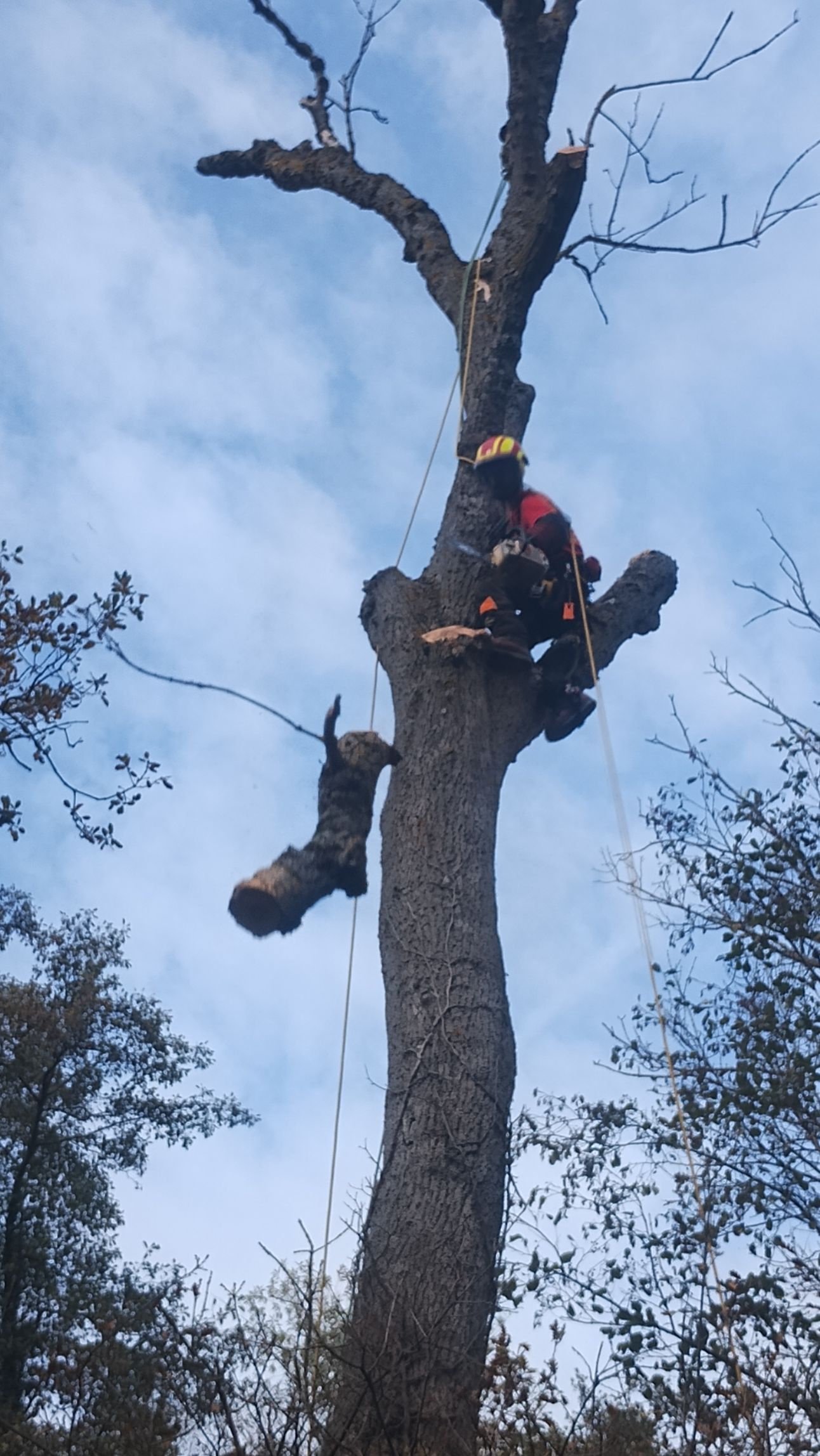 Arboriste en tenue de sécurité grimpant à un grand arbre dénudé sur fond de ciel bleu