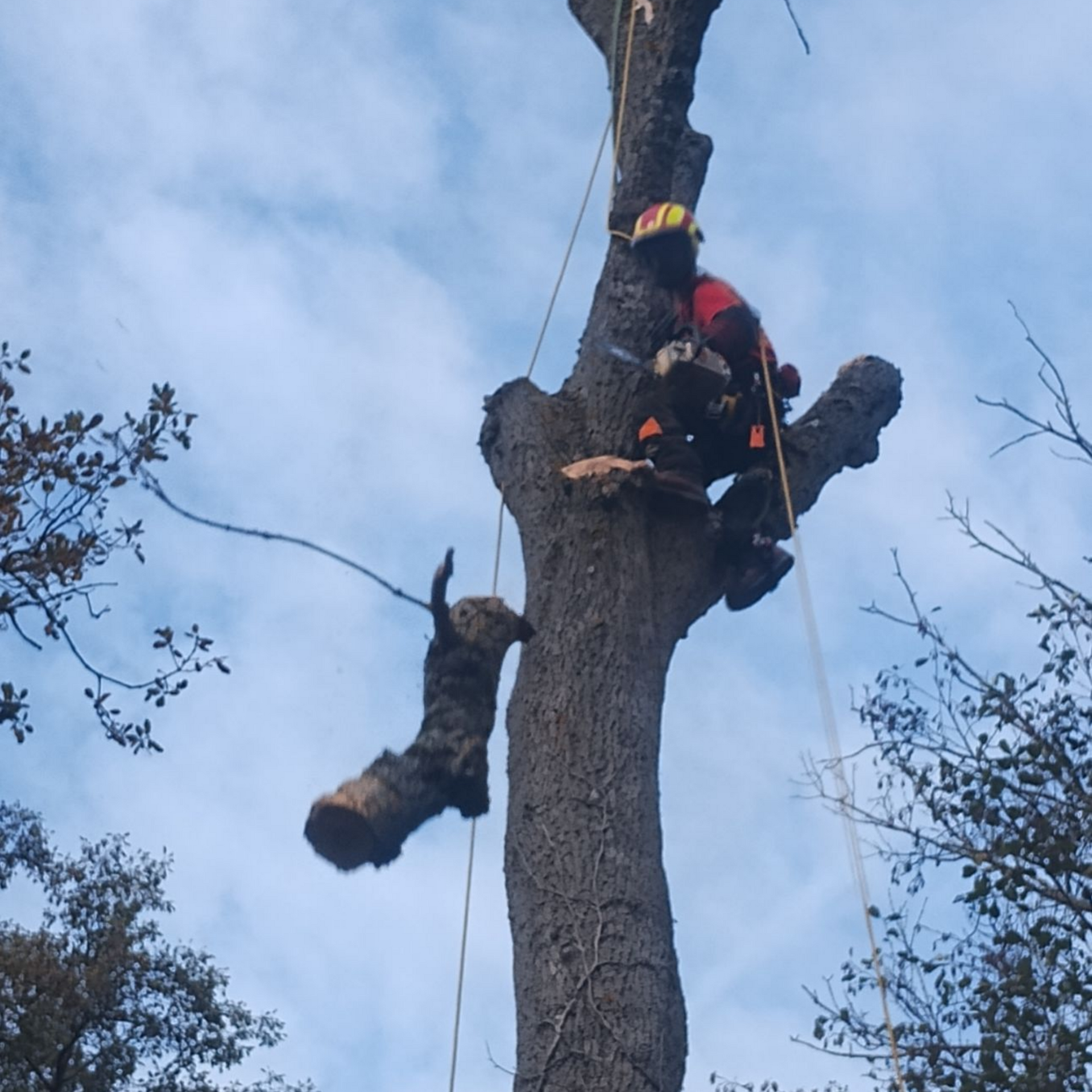 Grimpeur d'arbres perché en haut d'un grand arbre partiellement coupé, portant un équipement de sécurité sur fond de ciel bleu.