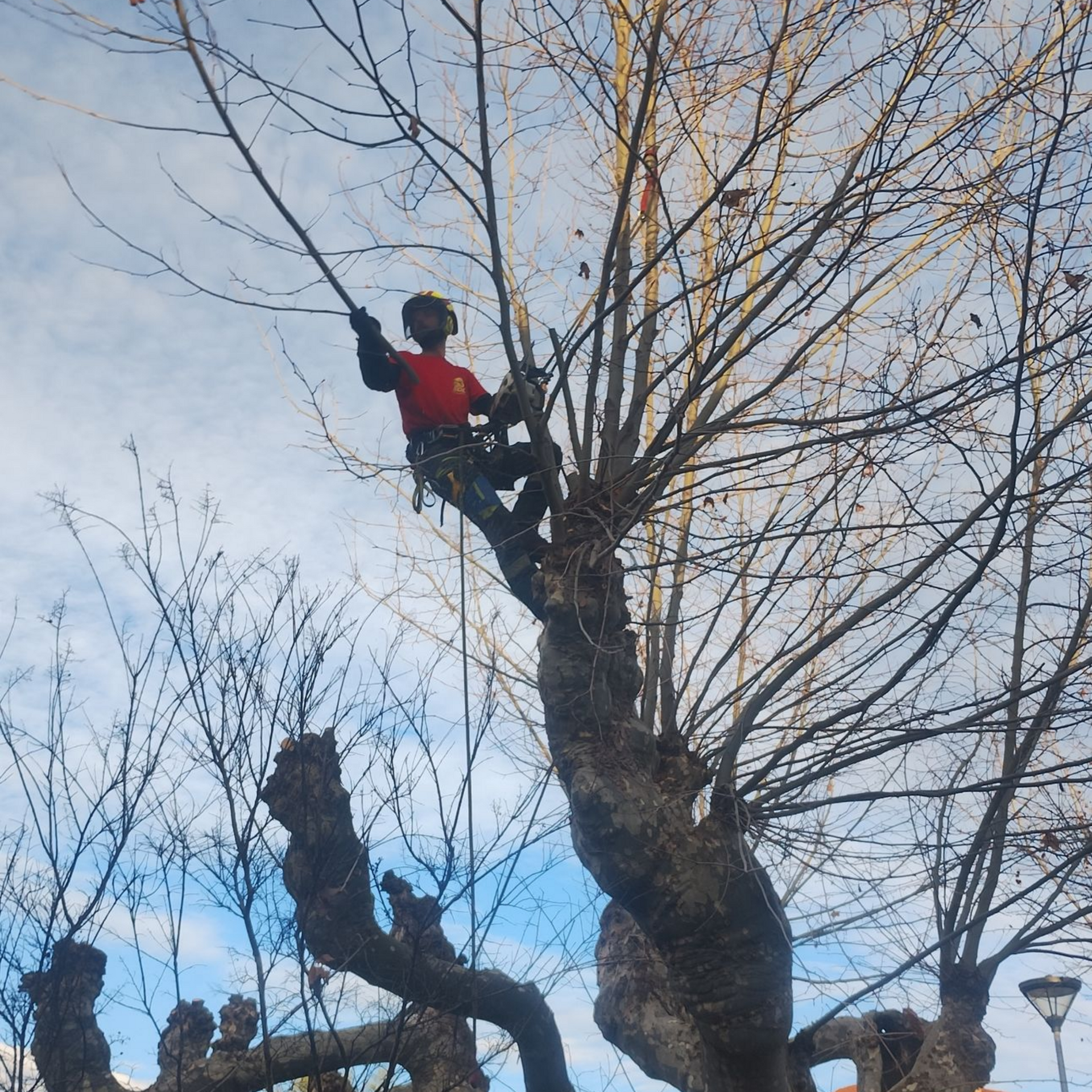 Une personne en veste rouge grimpe à un grand arbre sans feuilles au bord d'une rue au crépuscule