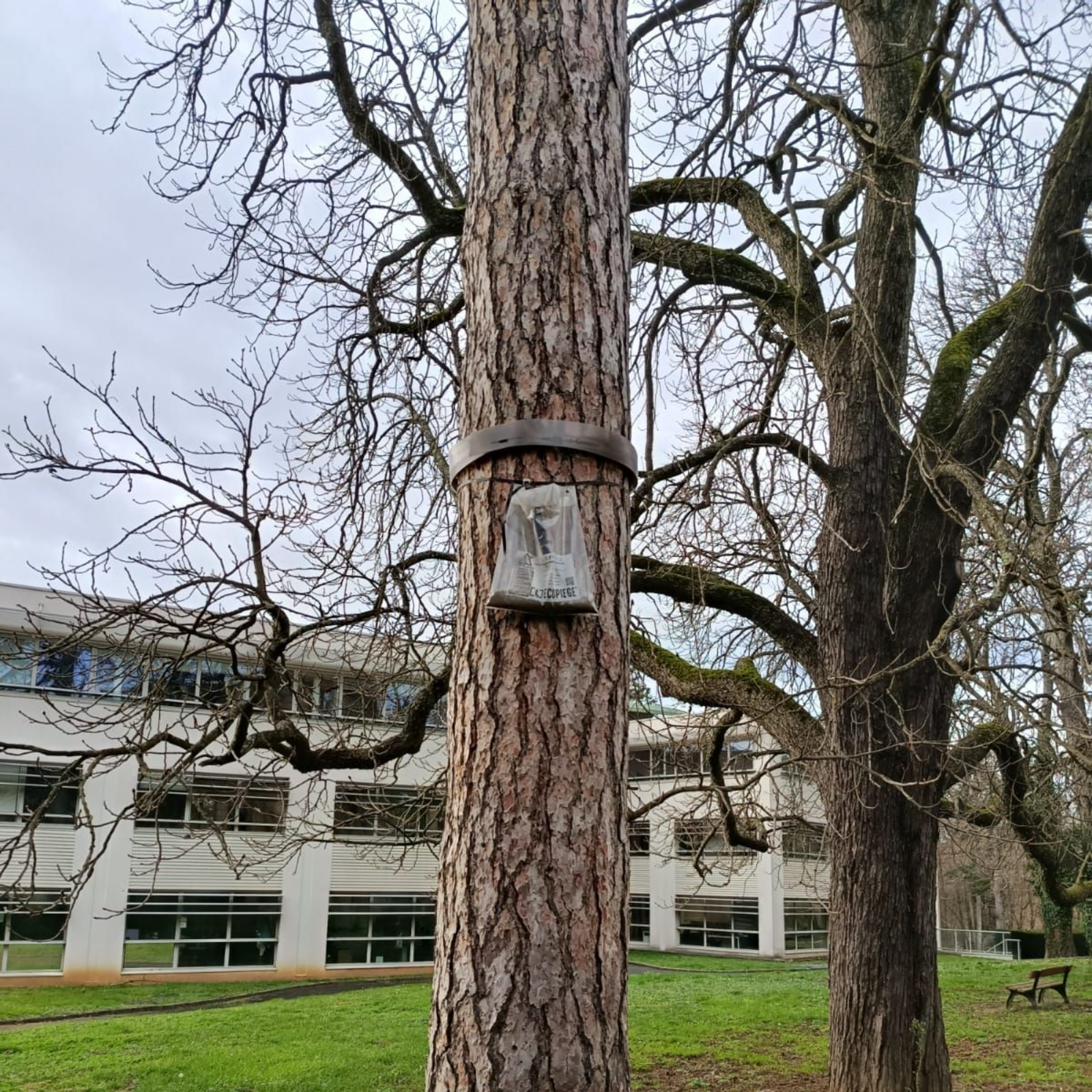 Un tronc d'arbre avec un piège à chenille fixé dessus, dans un parc herbeux près d'un bâtiment, encadré par des arbres sans feuilles.