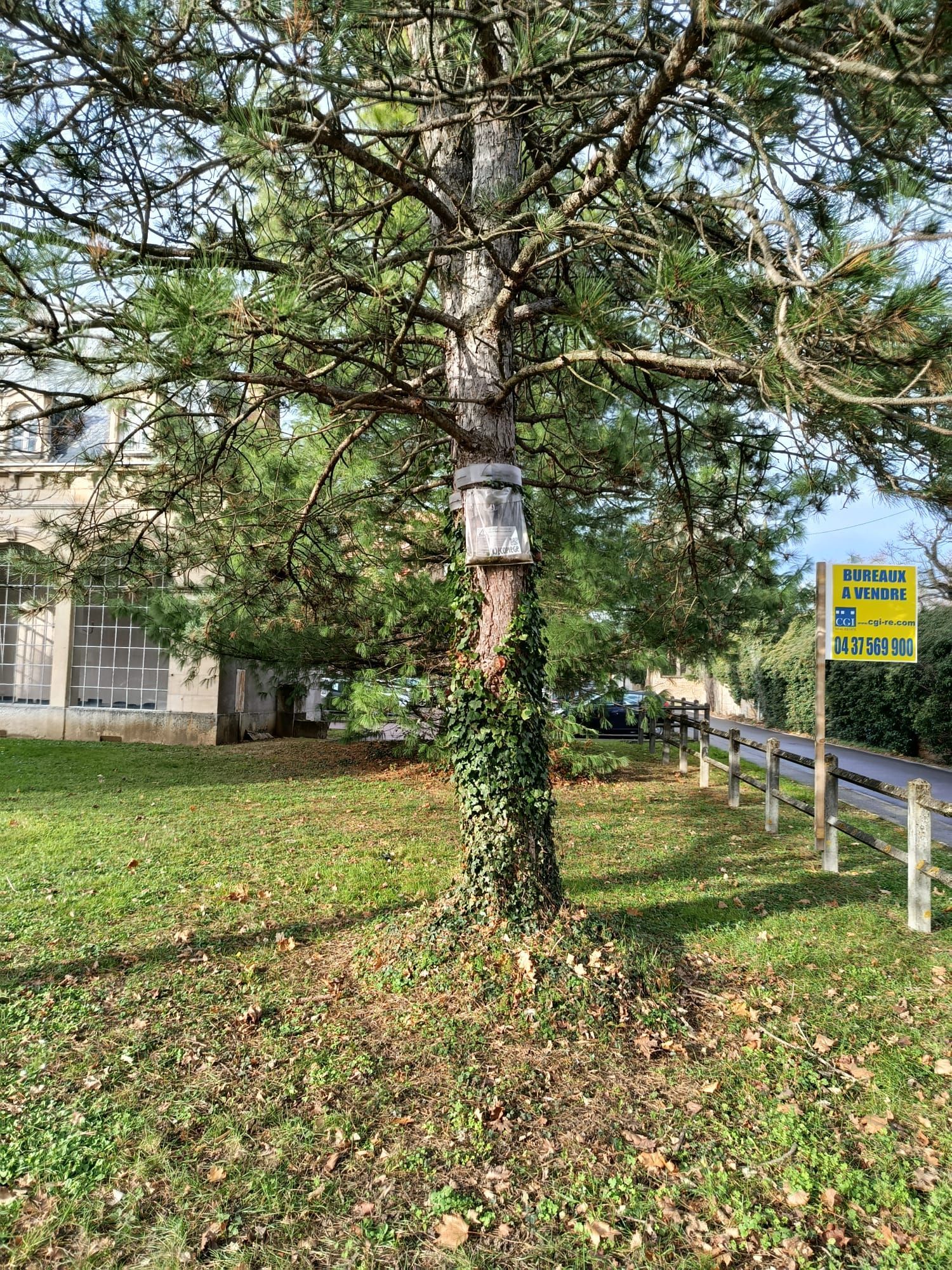 Un arbre dans une zone herbeuse à côté d'un bâtiment, avec un piège à chenilles processionnaires