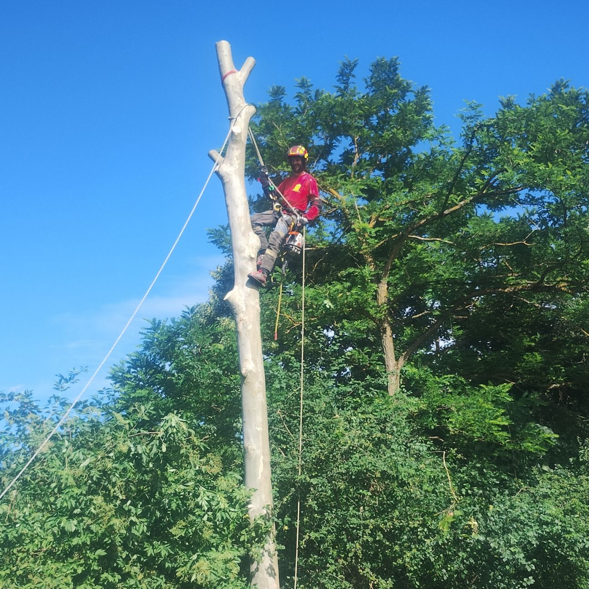 Une personne en veste rouge se tient près de la cime d'un grand arbre taillé, dans un espace extérieur feuillu sous un ciel bleu.