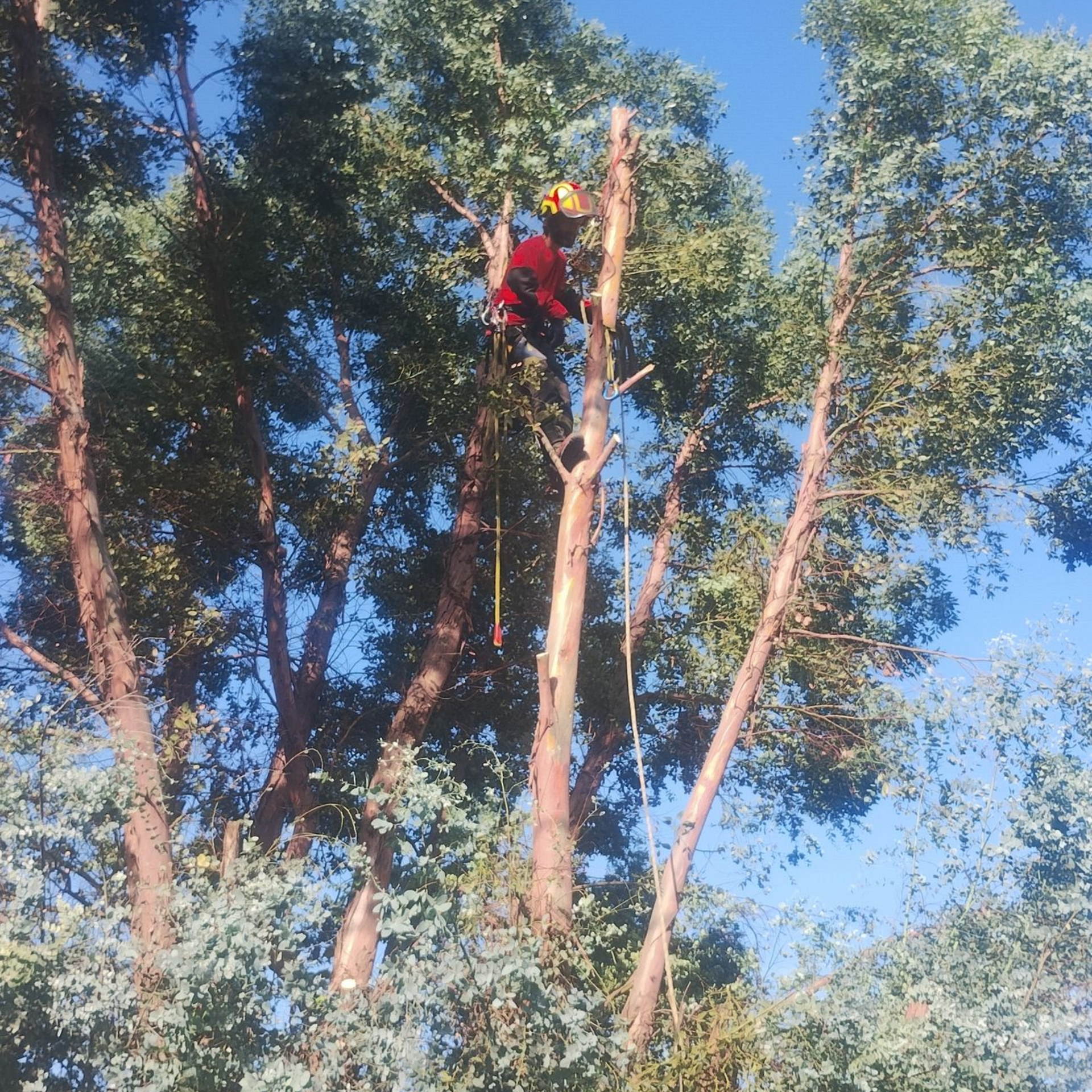 Une personne vêtue de rouge grimpe à un grand arbre dans une zone boisée ensoleillée sous un ciel bleu.