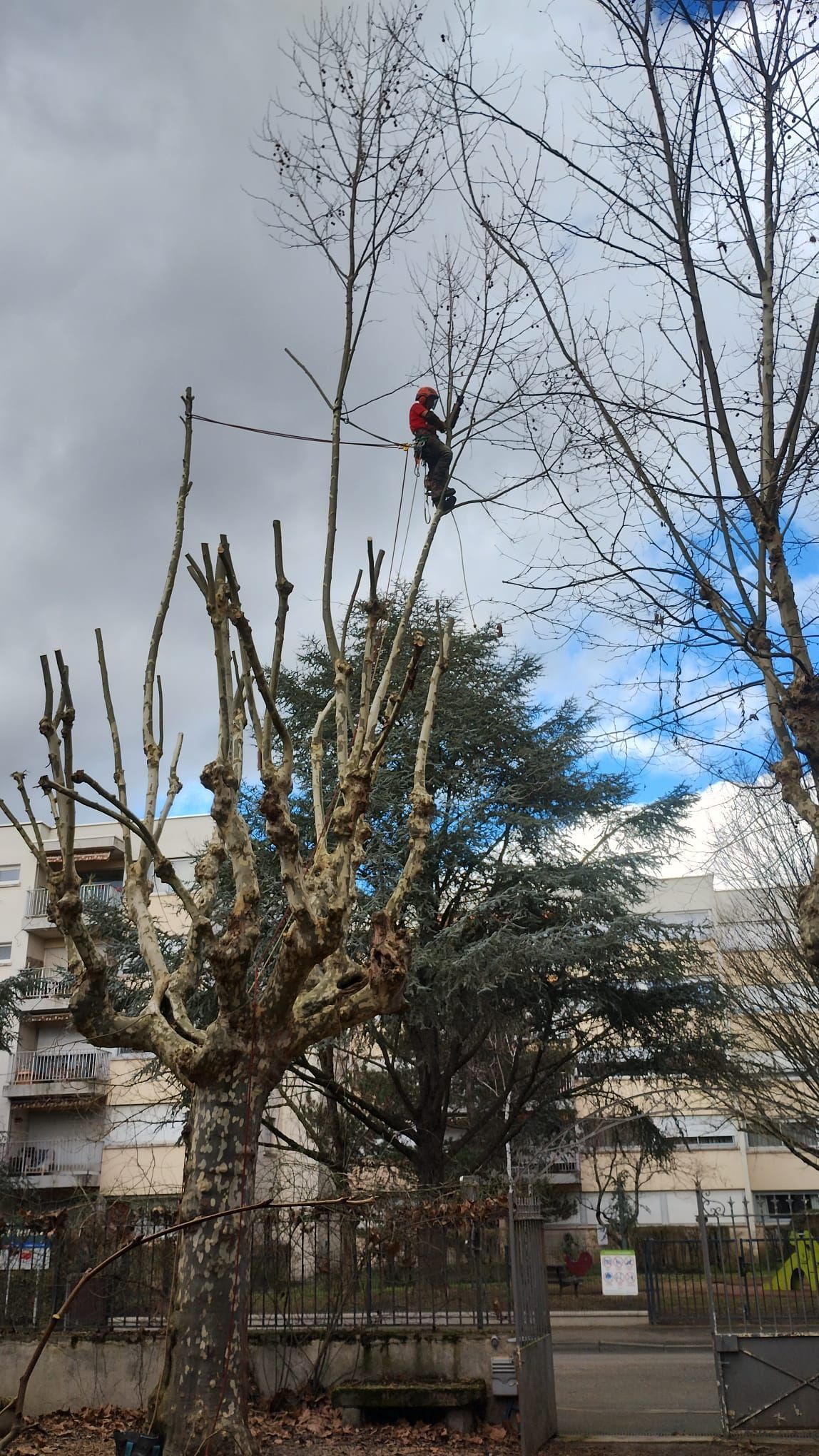 Une personne en veste rouge grimpe à un grand arbre taillé dans un parc par temps nuageux.