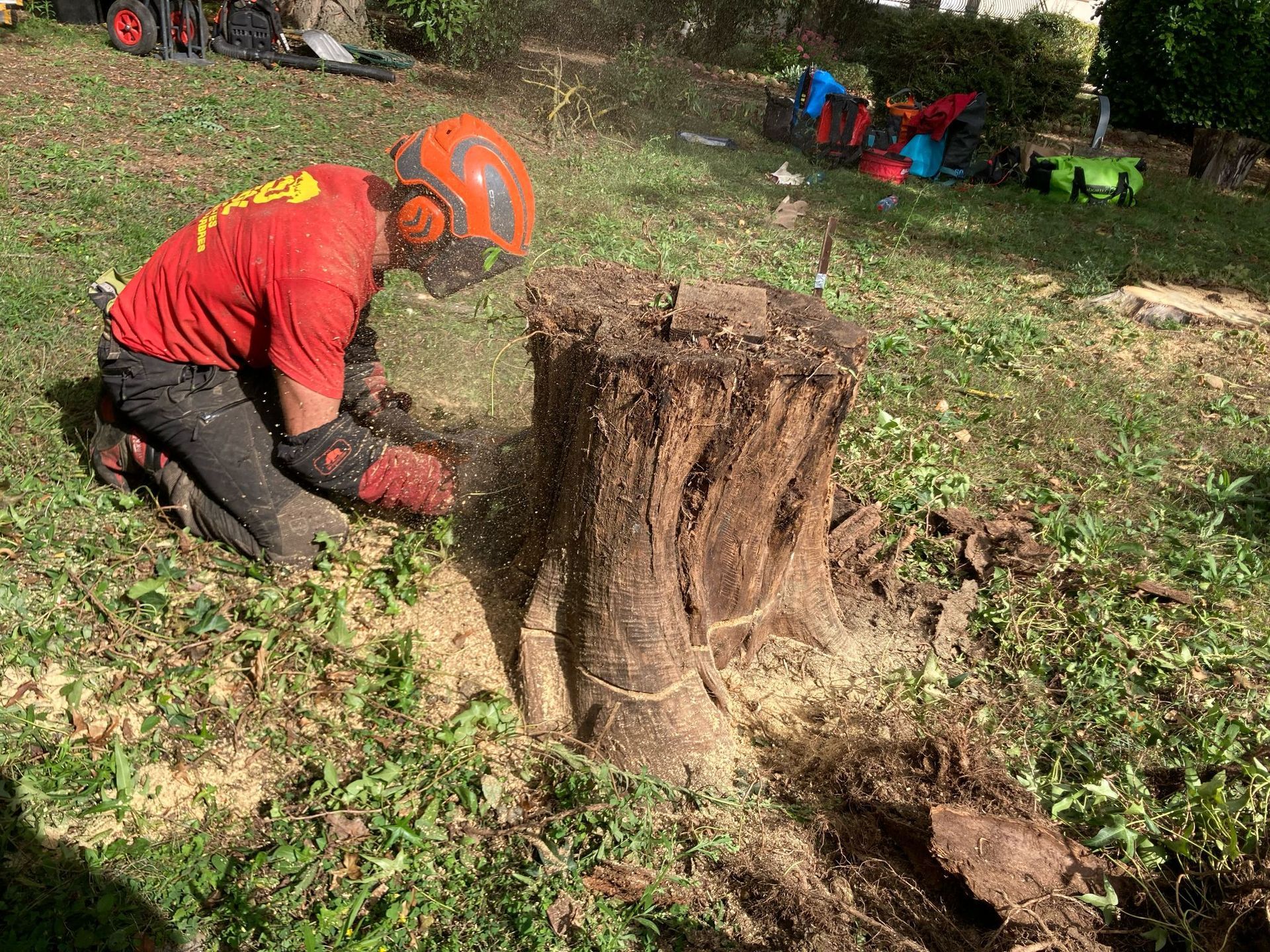 Un ouvrier portant un casque coupe une grosse souche d'arbre à la tronçonneuse